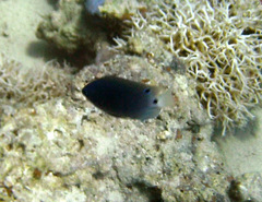 Pomacentrus trichrourus