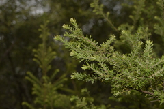 Styphelia margarodes