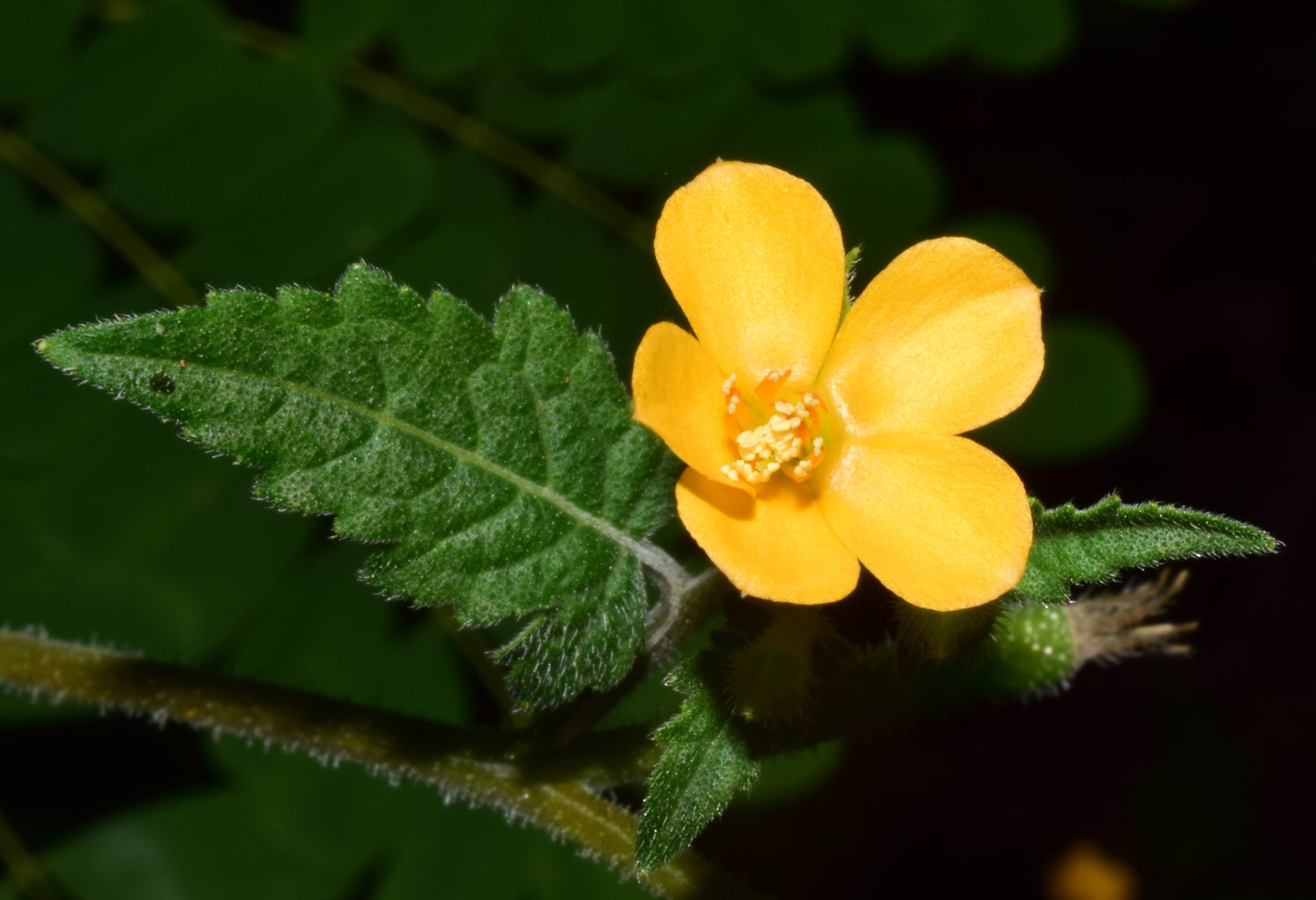 Pegarropa (Mentzelia aspera) · NaturaLista Colombia