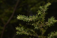 Styphelia margarodes