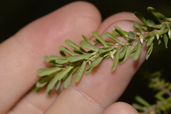 Styphelia margarodes