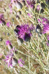 Centaurea scabiosa apiculata