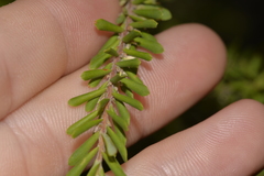 Styphelia margarodes