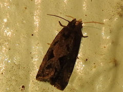 Endothenia nubilana
