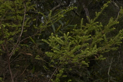 Styphelia margarodes