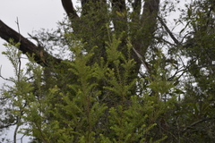 Styphelia margarodes
