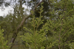 Styphelia margarodes