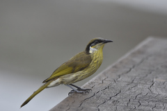 Gavicalis versicolor