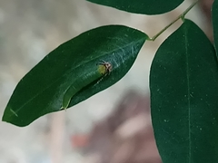 Polyura hebe plautus