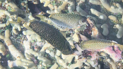Siganus spinus