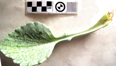 Arctotheca populifolia