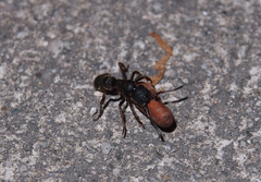 Pseudoneoponera rufipes