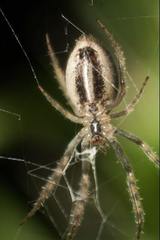 Larinia lineata