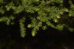 Styphelia margarodes