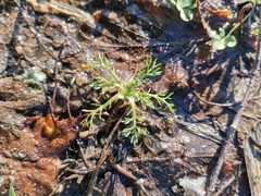 Matricaria discoidea