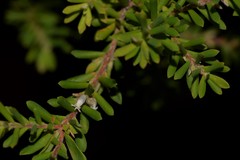 Styphelia margarodes