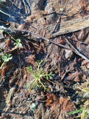 Matricaria discoidea