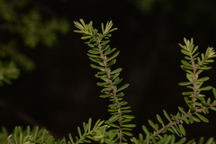 Styphelia margarodes