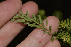 Styphelia margarodes