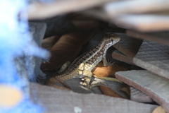 Leiocephalus personatus