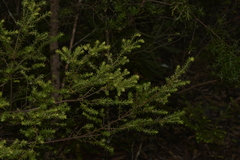 Styphelia margarodes