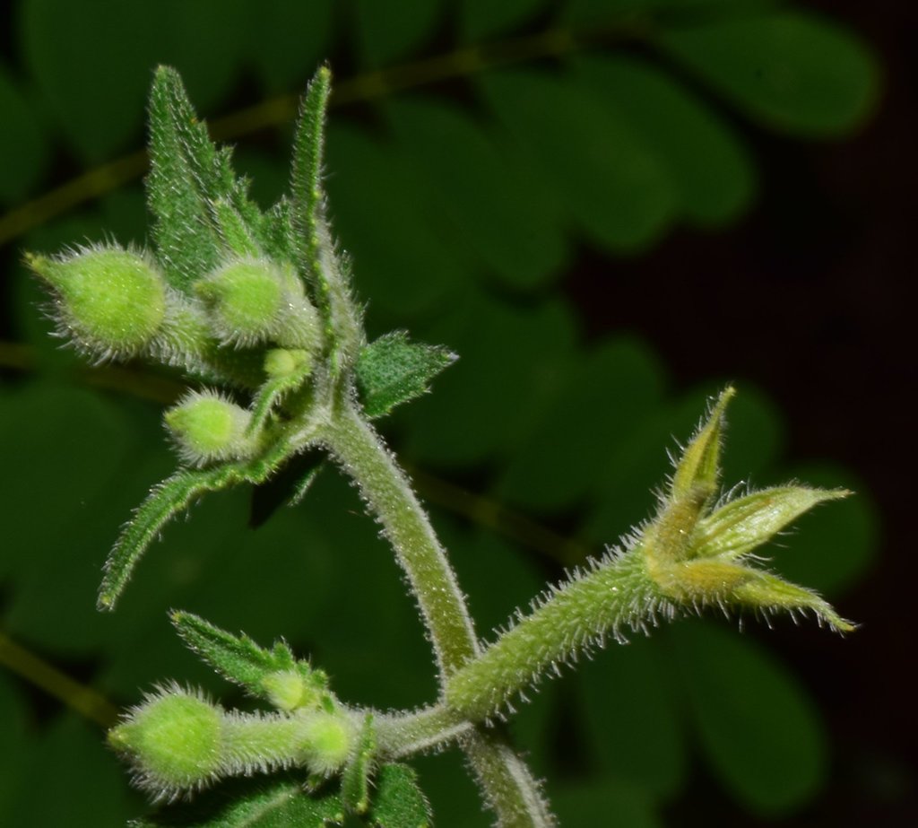 Pegarropa (Mentzelia aspera) · NaturaLista Colombia