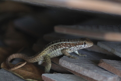 Leiocephalus personatus