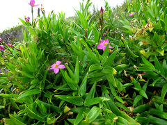 Chironia peduncularis