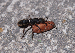 Pseudoneoponera rufipes