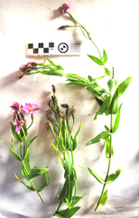 Chironia peduncularis