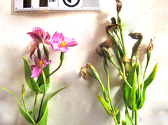 Chironia peduncularis