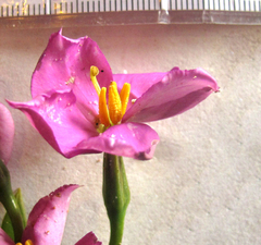 Chironia peduncularis