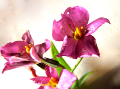 Chironia peduncularis