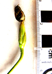 Chironia peduncularis