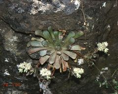 Rosularia