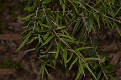 Oxylobium robustum