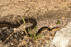 Thamnophis proximus rutiloris