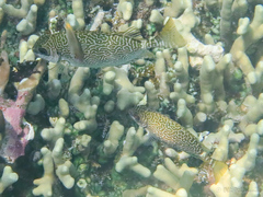 Siganus spinus