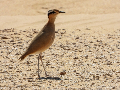 Cream-coloured Courser
