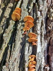 Fungi