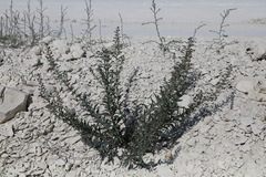 Scrophularia cretacea