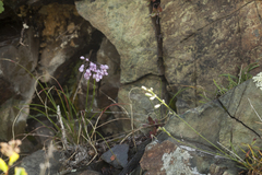 Allium vodopjanovae