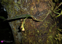 Dendrobium euryanthum