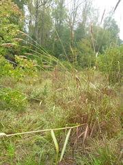 Saccharum brevibarbe