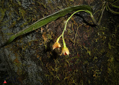 Dendrobium euryanthum