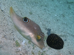 Canthigaster compressa