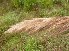 Saccharum brevibarbe