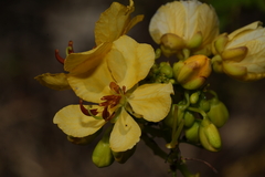 Senna ligustrina