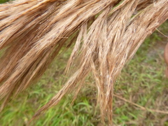 Saccharum brevibarbe