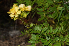 Senna ligustrina